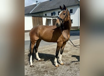 Deutsches Sportpferd, Stute, 6 Jahre, 167 cm, Brauner
