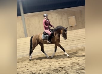 Deutsches Sportpferd, Stute, 6 Jahre, 167 cm, Brauner