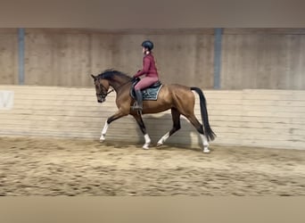 Deutsches Sportpferd, Stute, 6 Jahre, 167 cm, Brauner