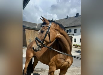 Deutsches Sportpferd, Stute, 6 Jahre, 167 cm, Brauner