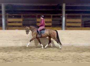 Deutsches Sportpferd, Stute, 6 Jahre, 167 cm, Brauner
