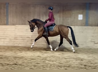 Deutsches Sportpferd, Stute, 6 Jahre, 167 cm, Brauner
