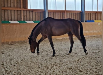 Deutsches Sportpferd, Stute, 6 Jahre, 167 cm, Brauner