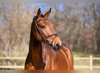 Deutsches Sportpferd, Stute, 6 Jahre, 167 cm, Brauner