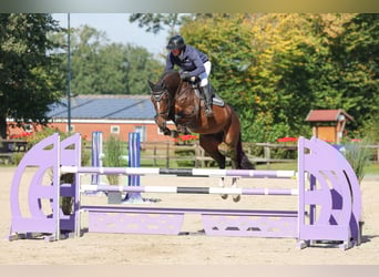 Deutsches Sportpferd, Stute, 6 Jahre, 167 cm, Brauner