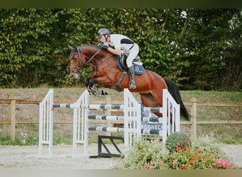 Deutsches Sportpferd, Stute, 6 Jahre, 167 cm, Brauner