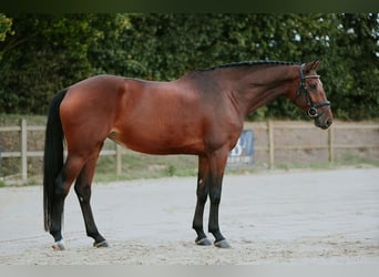 Deutsches Sportpferd, Stute, 6 Jahre, 167 cm, Brauner