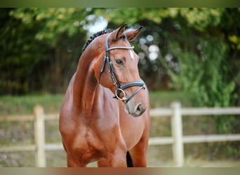 Deutsches Sportpferd, Stute, 6 Jahre, 167 cm, Brauner