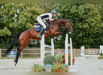 Deutsches Sportpferd, Stute, 6 Jahre, 167 cm, Brauner