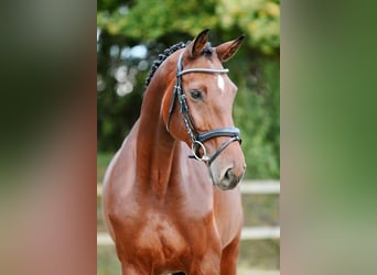 Deutsches Sportpferd, Stute, 6 Jahre, 167 cm, Brauner