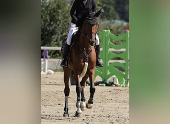Deutsches Sportpferd, Stute, 6 Jahre, 167 cm, Brauner