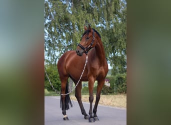 Deutsches Sportpferd, Stute, 6 Jahre, 167 cm, Brauner