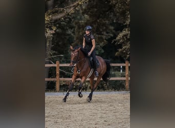 Deutsches Sportpferd, Stute, 6 Jahre, 167 cm, Brauner