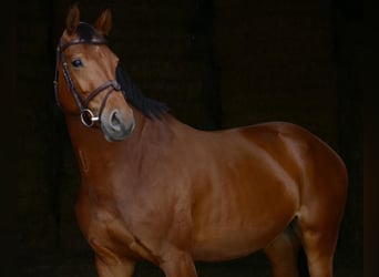 Deutsches Sportpferd, Stute, 6 Jahre, 167 cm, Brauner