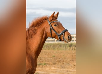 Deutsches Sportpferd, Stute, 6 Jahre, 167 cm