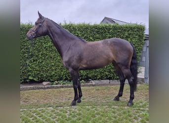 Deutsches Sportpferd, Stute, 6 Jahre, 167 cm, Dunkelbrauner