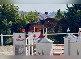 Deutsches Sportpferd, Stute, 6 Jahre, 167 cm, Dunkelbrauner