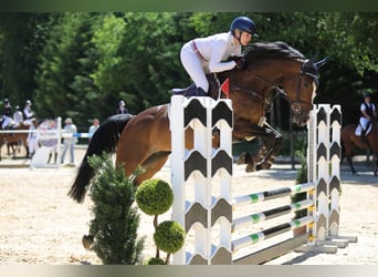 Deutsches Sportpferd, Stute, 6 Jahre, 167 cm, Dunkelbrauner