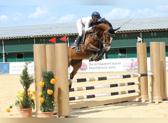 Deutsches Sportpferd, Stute, 6 Jahre, 167 cm, Dunkelbrauner