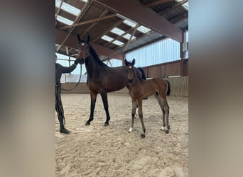 Deutsches Sportpferd, Stute, 6 Jahre, 167 cm, Dunkelbrauner