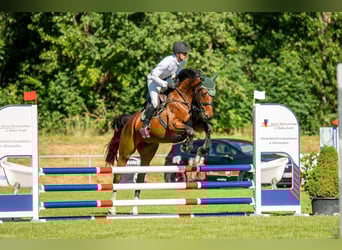 Deutsches Sportpferd, Stute, 6 Jahre, 167 cm, Dunkelbrauner