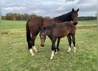 Deutsches Sportpferd, Stute, 6 Jahre, 167 cm, Dunkelbrauner