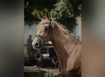 Deutsches Sportpferd, Stute, 6 Jahre, 167 cm, Fuchs