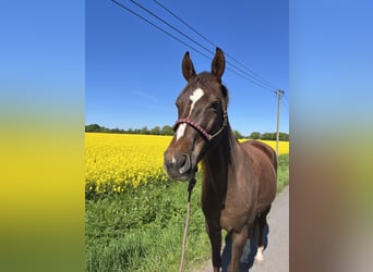 Deutsches Sportpferd, Stute, 6 Jahre, 167 cm, Fuchs