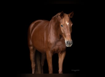 Deutsches Sportpferd, Stute, 6 Jahre, 167 cm, Fuchs