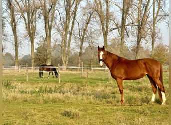 Deutsches Sportpferd, Stute, 6 Jahre, 167 cm, Fuchs