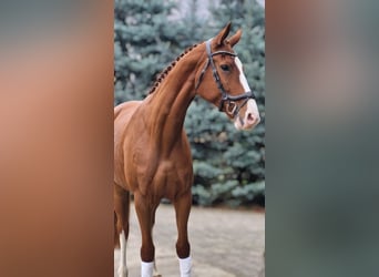 Deutsches Sportpferd, Stute, 6 Jahre, 167 cm, Fuchs