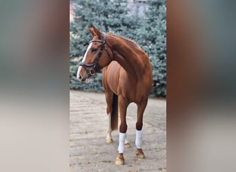 Deutsches Sportpferd, Stute, 6 Jahre, 167 cm, Fuchs