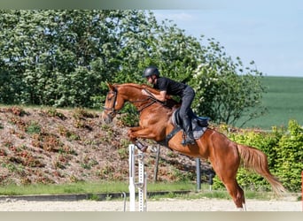 Deutsches Sportpferd, Stute, 6 Jahre, 167 cm, Fuchs