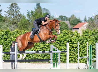 Deutsches Sportpferd, Stute, 6 Jahre, 167 cm, Fuchs