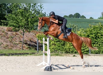 Deutsches Sportpferd, Stute, 6 Jahre, 167 cm, Fuchs