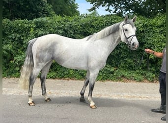 Deutsches Sportpferd, Stute, 6 Jahre, 167 cm, Schimmel