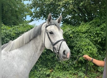 Deutsches Sportpferd, Stute, 6 Jahre, 167 cm, Schimmel