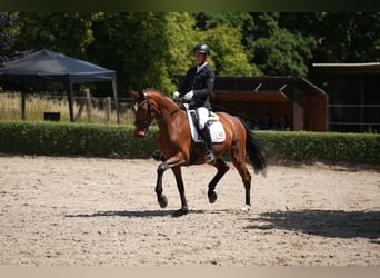 Deutsches Sportpferd, Stute, 6 Jahre, 168 cm, Brauner