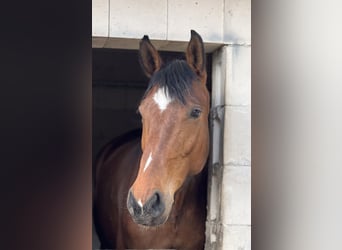 Deutsches Sportpferd, Stute, 6 Jahre, 168 cm, Brauner