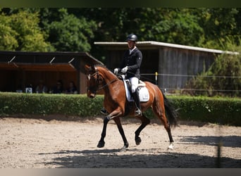 Deutsches Sportpferd, Stute, 6 Jahre, 168 cm, Brauner