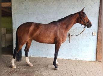 Deutsches Sportpferd, Stute, 6 Jahre, 168 cm, Brauner