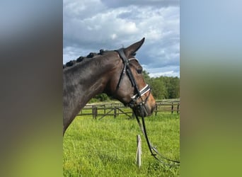 Deutsches Sportpferd, Stute, 6 Jahre, 168 cm, Brauner