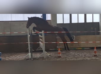 Deutsches Sportpferd, Stute, 6 Jahre, 168 cm, Brauner