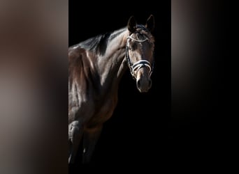 Deutsches Sportpferd, Stute, 6 Jahre, 168 cm