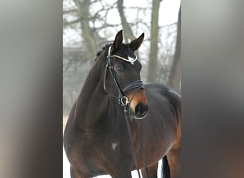 Deutsches Sportpferd, Stute, 6 Jahre, 168 cm, Dunkelbrauner