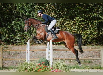 Deutsches Sportpferd, Stute, 6 Jahre, 168 cm, Dunkelbrauner