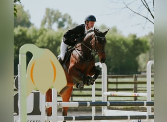 Deutsches Sportpferd, Stute, 6 Jahre, 168 cm, Dunkelbrauner