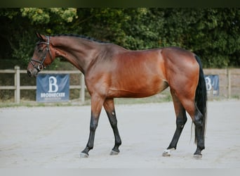 Deutsches Sportpferd, Stute, 6 Jahre, 168 cm, Dunkelbrauner
