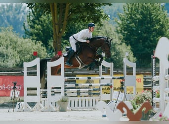 Deutsches Sportpferd, Stute, 6 Jahre, 168 cm, Dunkelbrauner