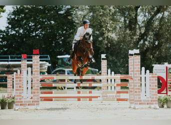 Deutsches Sportpferd, Stute, 6 Jahre, 168 cm, Dunkelbrauner